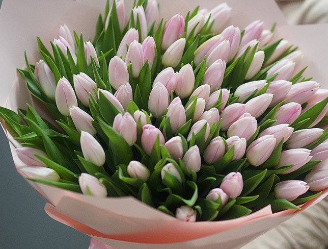 Букет из 75 тюльпанов  бледно-розовых голландский Фото